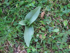 Ophrys insectifera