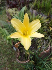 Hemerocallis minor