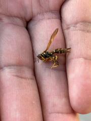 Polistes crinitus