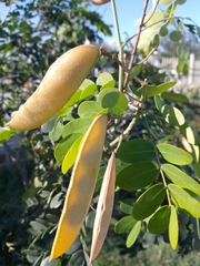 Erythrostemon mexicanus