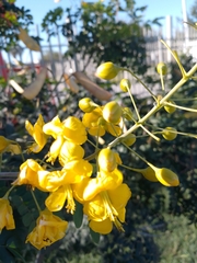 Erythrostemon mexicanus