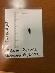 Pseudoophonus