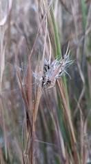 Andropogon virginicus