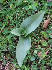 Ophrys insectifera