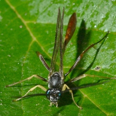 Dusona