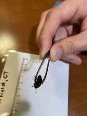 Pseudoophonus