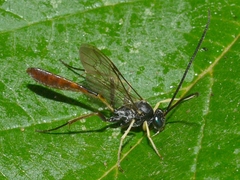 Dusona