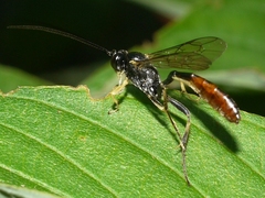 Dusona