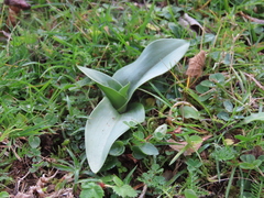 Ophrys insectifera