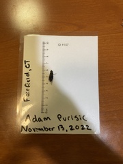 Pseudoophonus