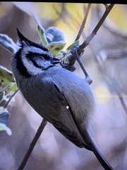 Baeolophus wollweberi