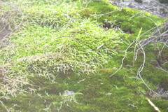 Brachythecium albicans