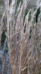 Andropogon virginicus