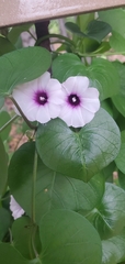 Ipomoea amnicola