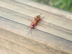 Sphictostethus nitidus