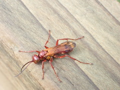 Sphictostethus nitidus