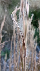 Andropogon virginicus