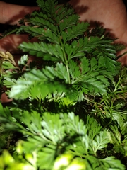 Davallia fejeensis