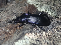 Carabus macrocephalus