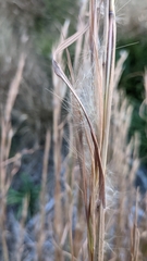 Andropogon virginicus