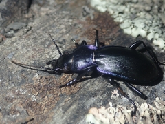 Carabus macrocephalus