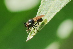 Cerotainia
