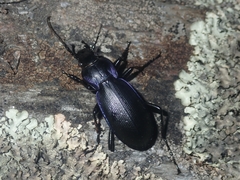 Carabus macrocephalus