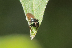 Cerotainia