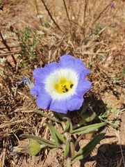 Nolana paradoxa