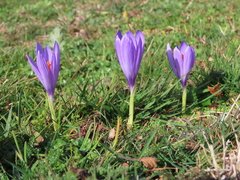 Crocus serotinus