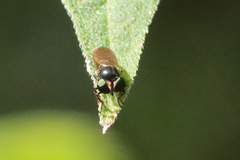 Cerotainia