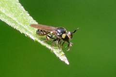 Cerotainia
