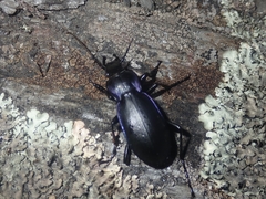 Carabus macrocephalus