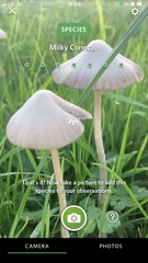 Conocybe apala