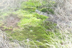 Brachythecium albicans