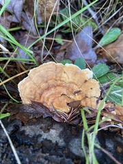 Trametes ochracea