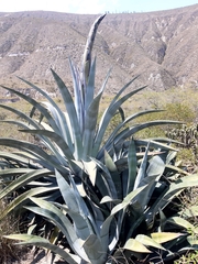 Agave