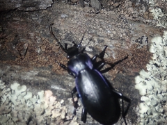Carabus macrocephalus