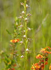 Prasophyllum odoratum