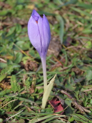 Crocus serotinus