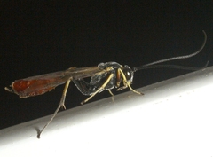 Dusona