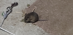 Muroidea