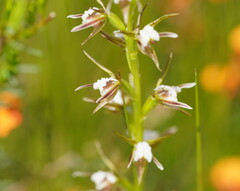 Prasophyllum odoratum