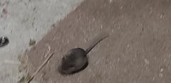 Muroidea