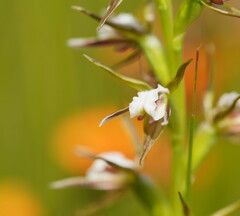 Prasophyllum odoratum