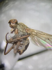 Scathophagidae