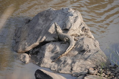 Crocodylus niloticus