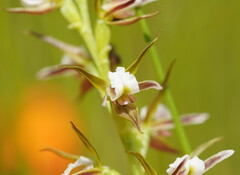 Prasophyllum odoratum