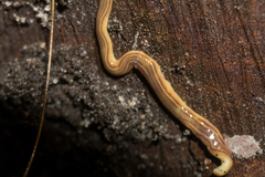 Continenticola