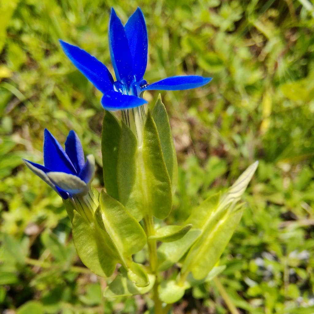 Bladder Gentian
